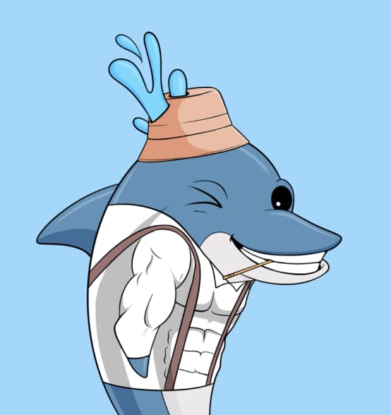 dolphin card